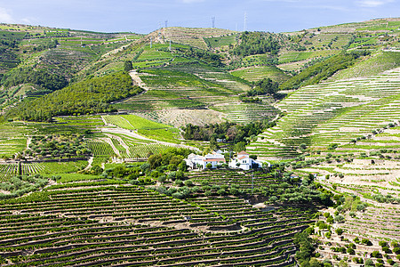 葡萄牙杜罗谷的葡萄树生产栽培酒业种植种植者外观藤蔓植物作物风景图片