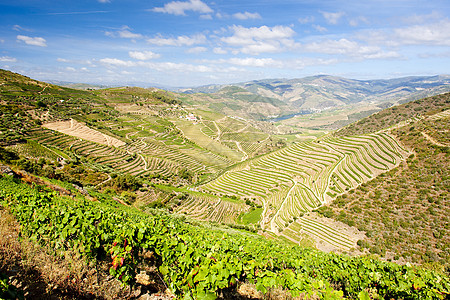 葡萄牙杜罗谷的葡萄树生产国家世界遗产生长藤蔓外观风景栽培酒业农业图片