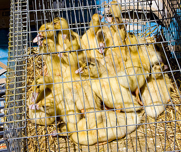 在葡萄牙贝拉省Trancoso街头市场露天小鸭子市场鸭子动物小动物街头市场动物学动物群笼子外观小鸭子图片