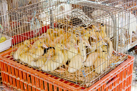 在葡萄牙贝拉省Trancoso街头市场露天小鸭子动物群街头市场动物市场鸭子动物学小鸭子小动物外观笼子图片