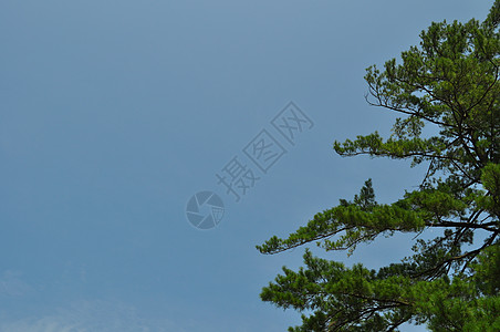 树和蓝天空背景图片