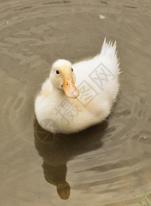 水上的黄鸭背景图片