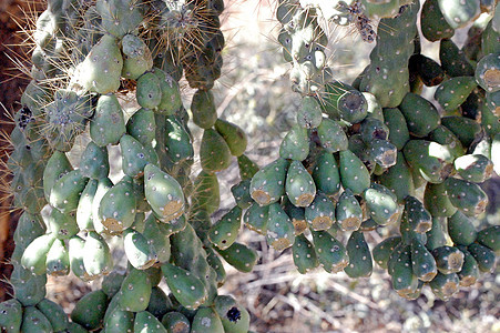 Cactus 树绿色沙漠衬套植物叶子图片