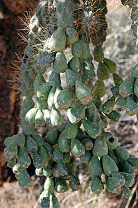 Cactus 树沙漠植物绿色叶子衬套图片