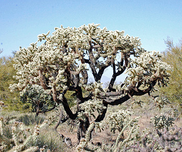 Cactus 树衬套植物叶子沙漠绿色图片