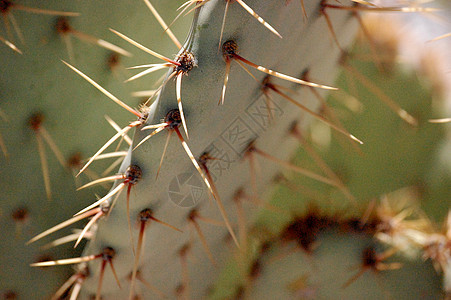 Cactus 树叶子植物衬套沙漠绿色图片