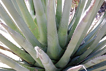 Cactus 树衬套植物绿色叶子沙漠图片