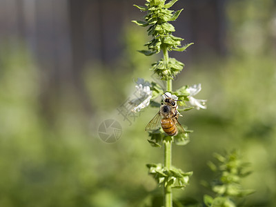 蜂蜜在Basil钉上背景图片