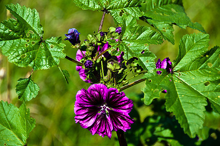 霍利霍克玫瑰紫色阳光野花花粉农场花园季节生长花瓣图片