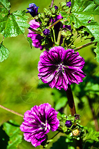 霍利霍克植物群紫色花瓣生长农场宏观叶子植物学花粉蔷薇图片