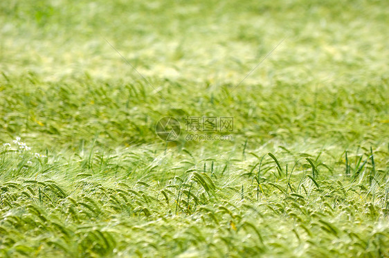 圆角模式农场植物群牧歌植物农田场地天气季节生长乡村图片