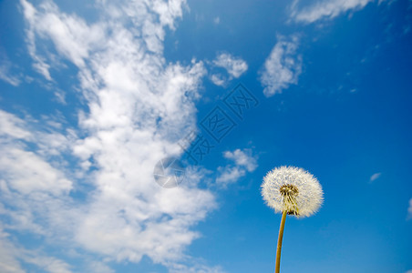 达当量宏观植物学蓝色季节天空植物植物群种子生物学降落伞图片