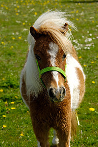 绿色草地上的马匹国家农田农场动物农业场地宠物农村马术哺乳动物图片