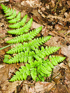 杨费尔蕨类叶子植物绿色图片