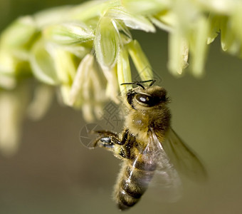 蜂蜜 从玉米花中收集花粉图片