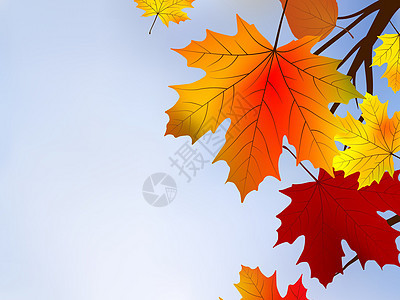 秋红叶 浅色的焦点森林分支机构魔法树木阳光环境生长橡木太阳橙子图片