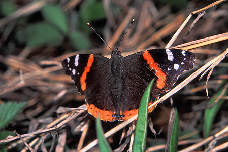 红蝴蝶上将森林昆虫学荒野植物生物学生物昆虫动物生活漏洞图片