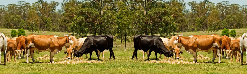 澳大利亚牛牛牛牛肉边境图片