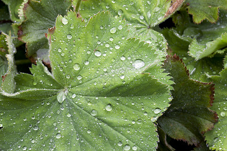 雨中覆盖的花园叶图片