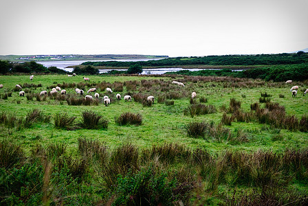 爱尔兰风景绵羊图片