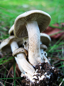 白色蘑菇组宏观食物季节环境荒野植物群生长森林帽子绿色图片