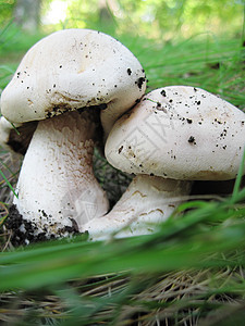 白色蘑菇组土壤季节环境食物生长植物群荒野植物晴天帽子图片