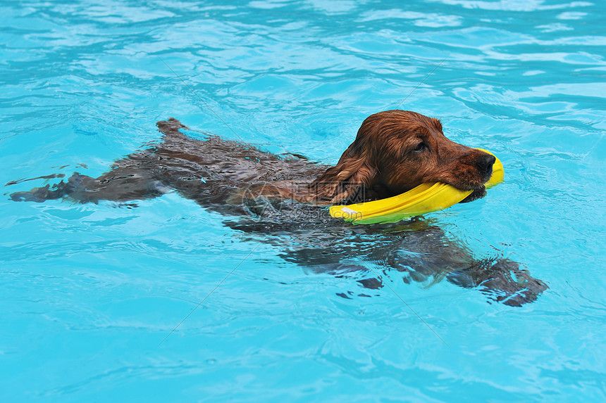 游泳斗鸡玩具猎犬棕色动物犬类蓝色宠物游泳池图片