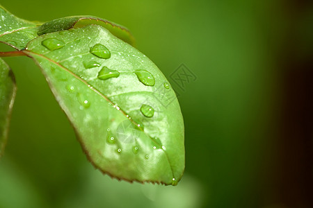 绿叶树叶花园植物飞沫叶子雨滴宏观生活环境绿色图片