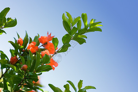 分处绿色花瓣蓝色花园树叶植物季节叶子粉色天空图片