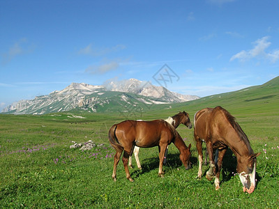 山山脉高山解脱文件旅行高地青菜轨道草甸植物群山丘图片