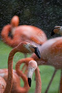 Flammingo 纵向羽毛水鸟动物园粉色鸟眼野生动物图片