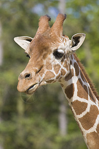 Giraffe 肖像画野生动物黄色纹理哺乳动物棕色草食性动物园脖子动物兽头图片