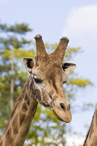 Giraffe 肖像画兽头野生动物长颈黄色动物园纹理脖子草食性棕色动物图片