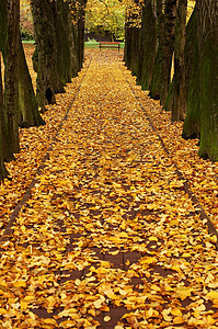 秋秋巷树叶叶子树木木头金子季节橙子公园长椅黄色图片