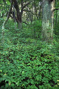 洛克切州公园植物群生态型荒野森林场景农村杂草公园栖息地旅行图片