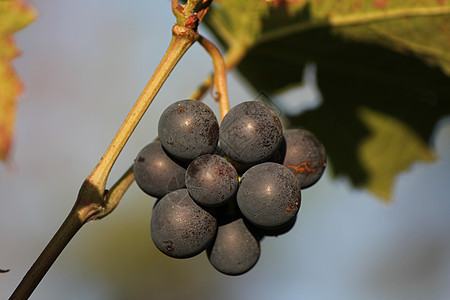 葡萄黑色叶子拉子葡萄园酒厂生态绿色紫色藤蔓图片