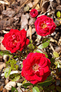 四朵小红玫瑰图片