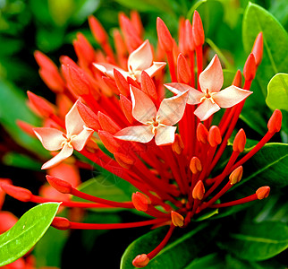 Ixora 红花图片