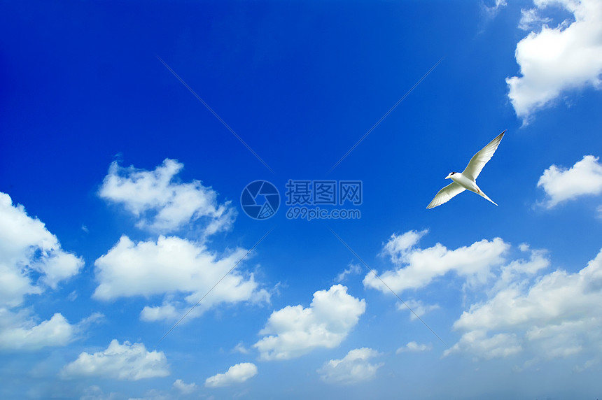 鸟儿在空中飞翔环境潜水蓝天生态白云大海高清图片下载-正版图片320542751-摄图网