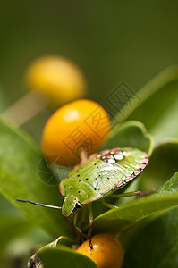 含橙莓植物上的绿锥虫昆虫图片