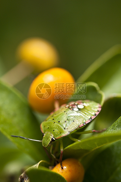 含橙莓植物上的绿锥虫昆虫图片