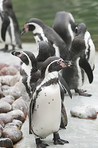 南极地区马哲伦企鹅动物学海鸟鸟类学野生动物黑色海洋殖民地荒野岩石动物群图片