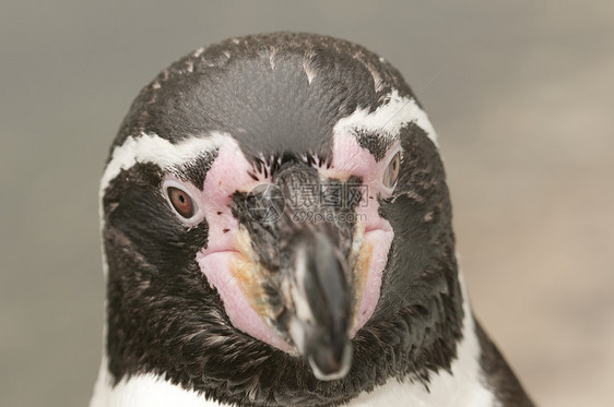 南极地区马哲伦企鹅荒野旅游海鸟鸟类学海滩黑色海洋野生动物动物学动物群图片