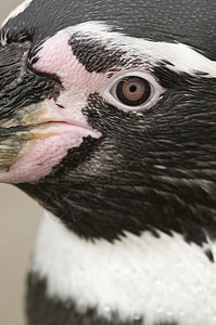 南极地区马哲伦企鹅旅游荒野海洋海滩鸟类学岩石动物群动物学黑色海鸟图片