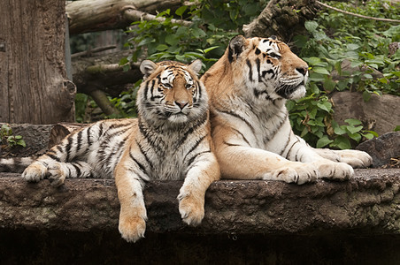 年轻和成年雄老虎哺乳动物毛皮橙子丛林危险猎人豹属捕食者成人生态图片