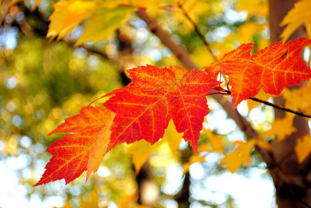 秋季颜色植物群叶子红色图片