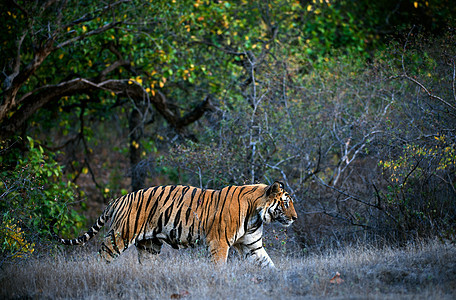 孟加拉虎动物哺乳动物野猫丛林荒野生态危险树木捕食者愤怒图片