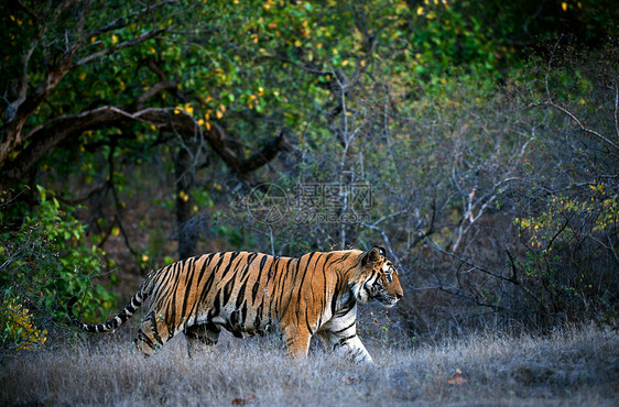 孟加拉虎动物哺乳动物野猫丛林荒野生态危险树木捕食者愤怒图片