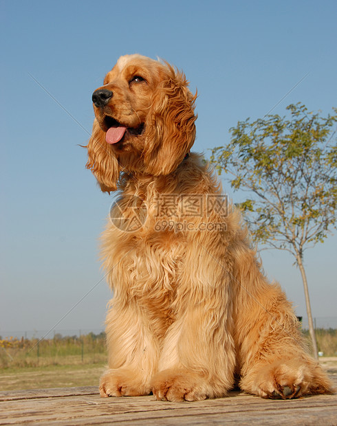 快乐的年轻公鸡婴儿猎人宠物打猎猎犬夫妻伴侣家庭英语动物图片