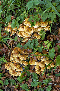 绿叶和棕叶间橙色豹型蘑菇叶子树丛菌类绿色棕色黄色橙子图片
